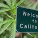 Калифорния марихуана
