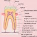 нервы и кровеносная система зуба